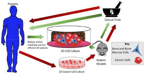 非损伤微测技术NMT应用于组织3D模型研究